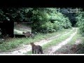 miroir en forêt (2) : un jeune mâle panthère joue avec son image à Nyonié. Leopards VS mirror