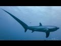 THRESHER SHARKS KILL PREY WITH TAIL