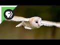 Owl Shows Off Silent Flight Superpower