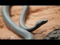 Why Do Venomous Animals Live In Warm Climates?