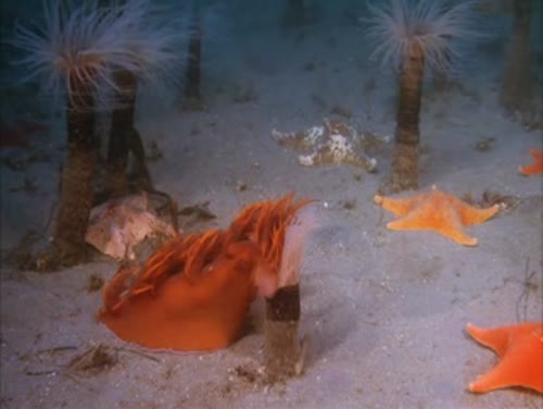 The Rainbow Nudibranch