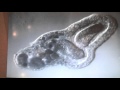 Amoeba eats two paramecia (Amoeba's lunch)