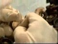 The Story of the Cashew