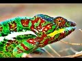 How Do Chameleons Change Color?