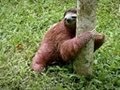 Baby Sloths Get Potty Trained | Too Cute