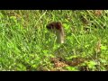 World's Deadliest - Stoat Hypnotizes Rabbit