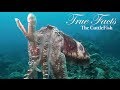 True Facts About The CuttleFish