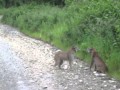 Lynx fighting in Northern Maine take 2