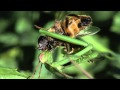 Praying Mantis eats fly alive