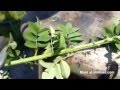 Radio waves picked up by weeds at a radio tower