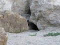 Pallas cat - Otocolobus manul