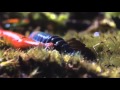 Giant flesh-eating leech filmed for the first time in forests of Borneo