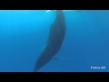 Sleeping Humpback Whale